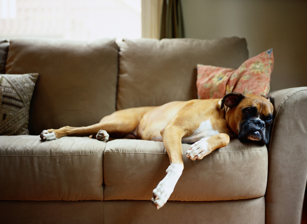 Carpet Cleaning Melbourne Florida