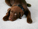 dog laying on carpet