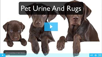 PET URINE AND RUGS